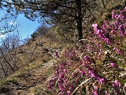 26 Erica carnea e pini mughi nella 'Mughera' sul 505
